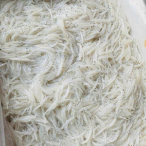 CÁ NGẦN SÔNG ĐÀ