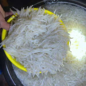 CÁ NGẦN SÔNG ĐÀ