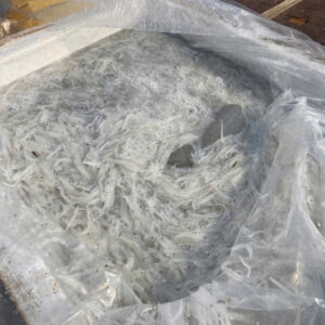 CÁ NGẦN SÔNG ĐÀ