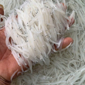 CÁ NGẦN SÔNG ĐÀ