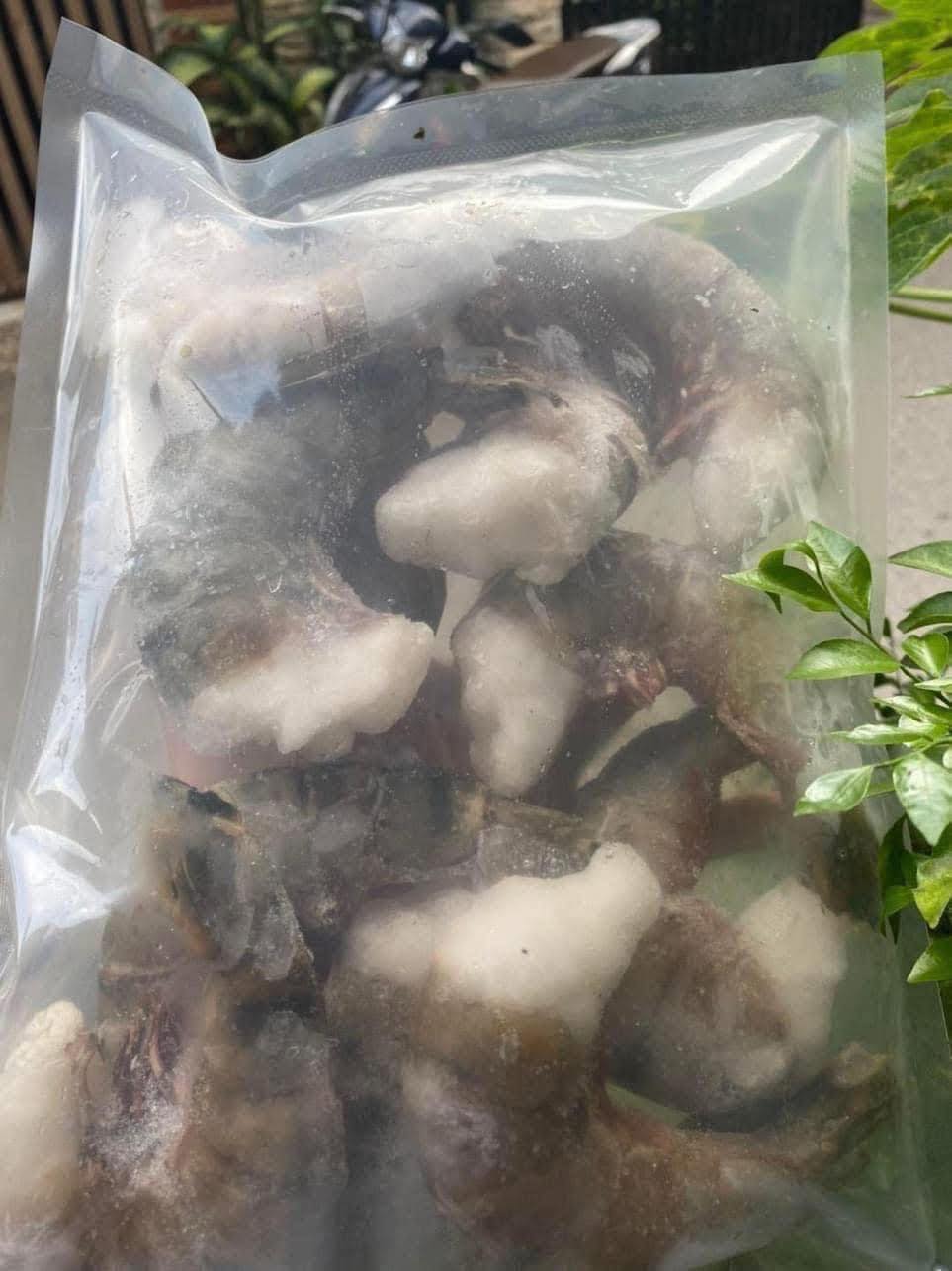 Sú vỏ cồ 20 30 con kg