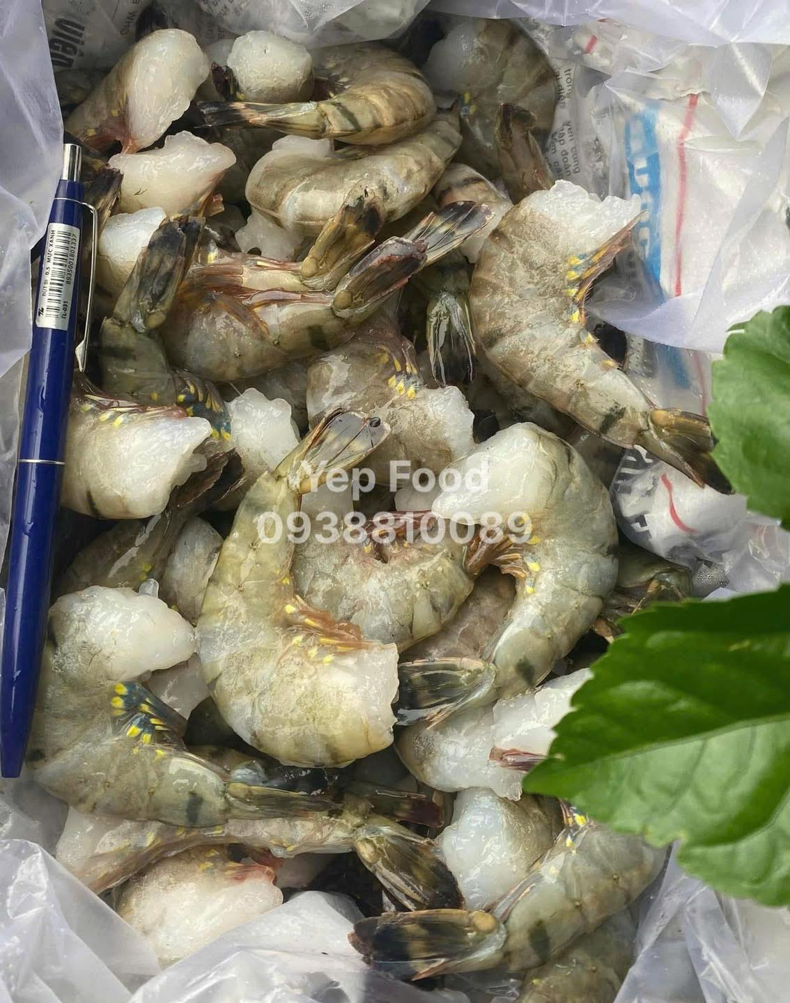 Sú vỏ trung 50 60 con kg