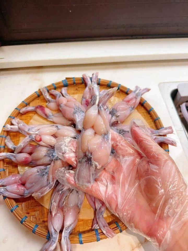 Đùi ếch size to