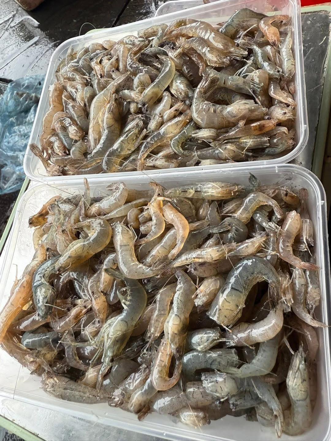 Tép sông đà